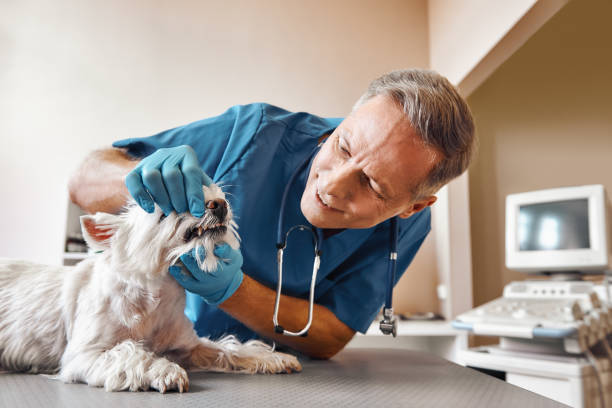 Best 24-Hour Emergency Dentist in Island Heights, NJ